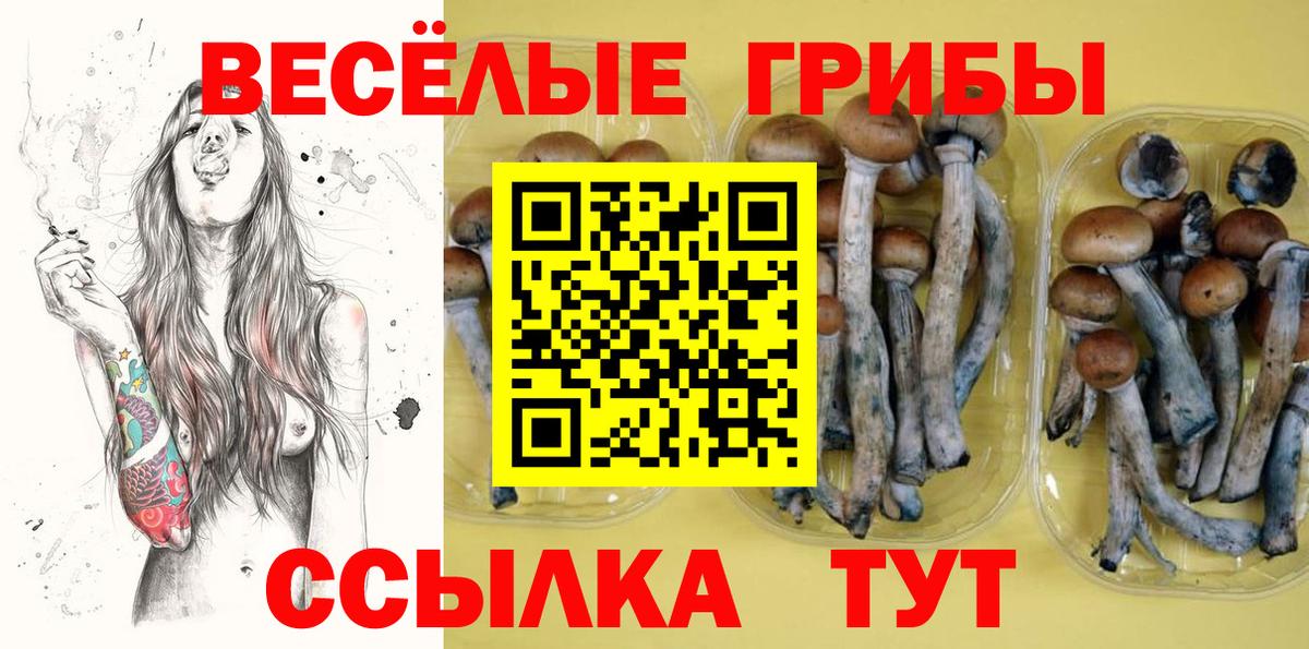 Кисловодск  Псилоцибиновые грибы Cubensis  Вход с VPN 